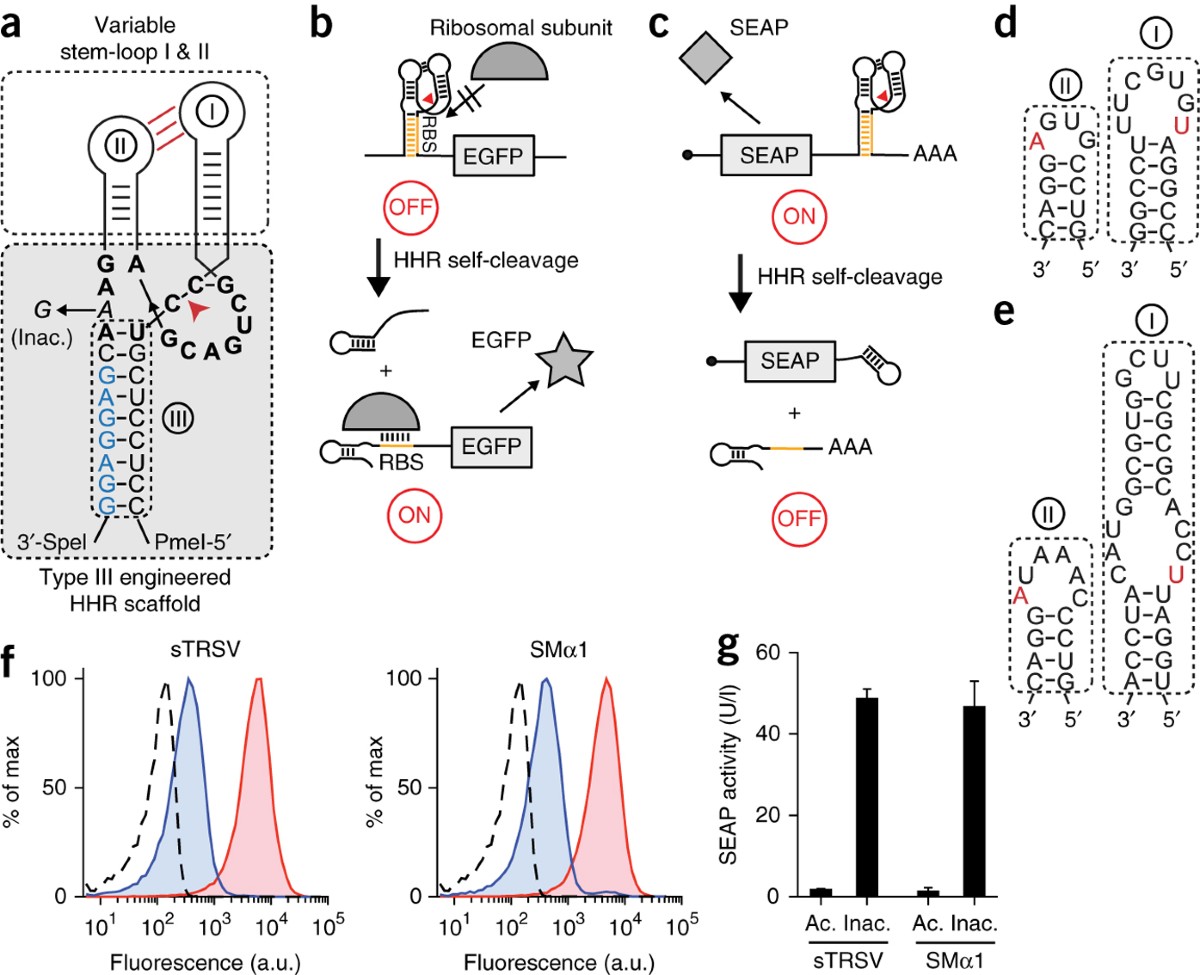 A general design strategy for protein-responsive riboswitches in mammalian cells | Nature Methods a-general-design-strategy-for-protein-responsive-riboswitches-in-mammalian-cells-nature-methods