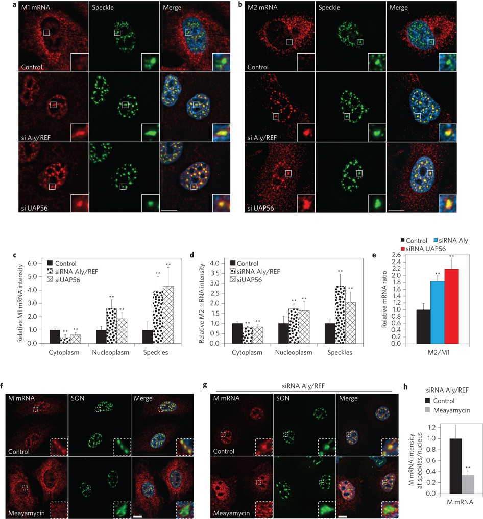 Influenza virus mRNA trafficking through host nuclear speckles | Nature  Microbiology