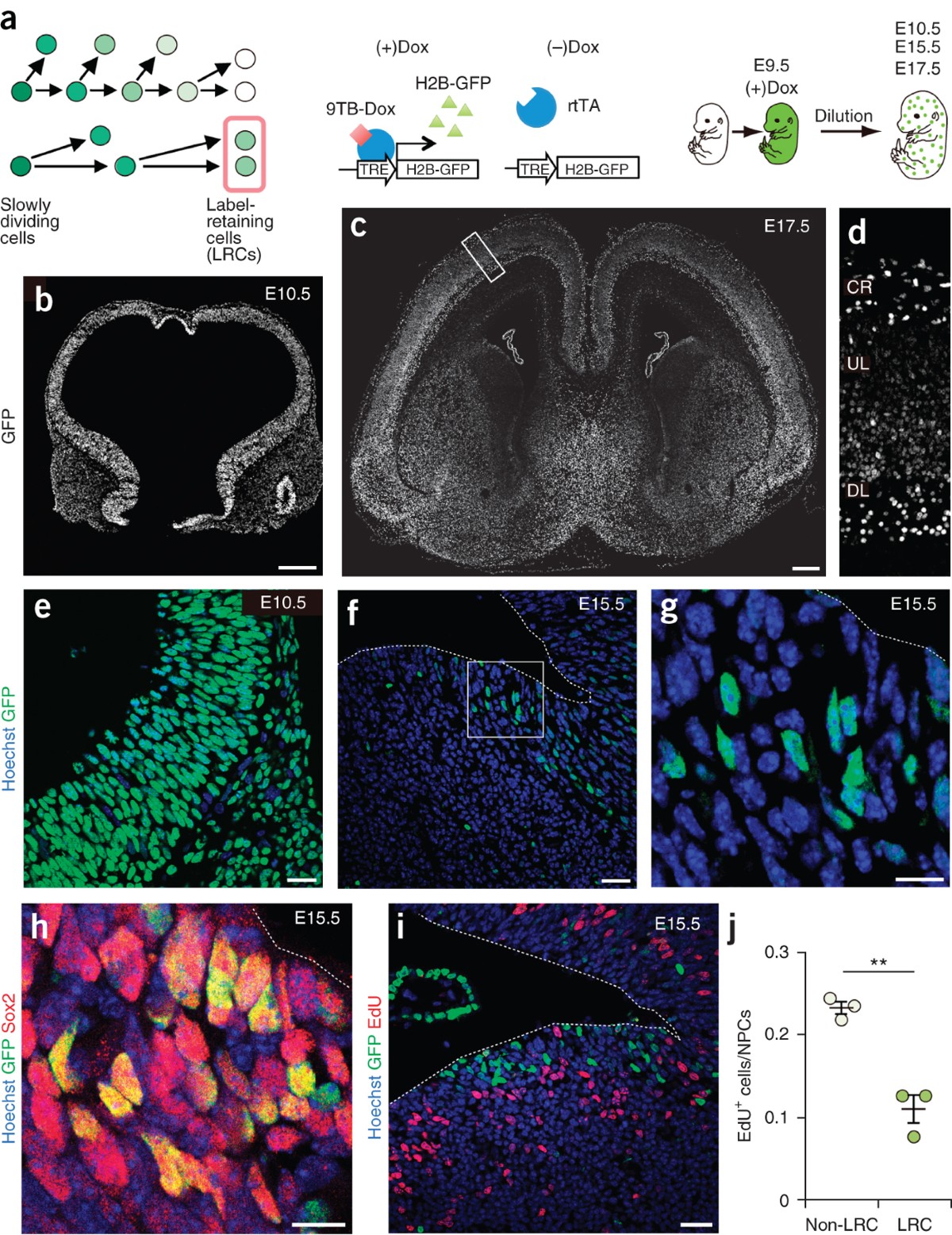 Slowly dividing neural progenitors are an embryonic origin of adult neural  stem cells | Nature Neuroscience