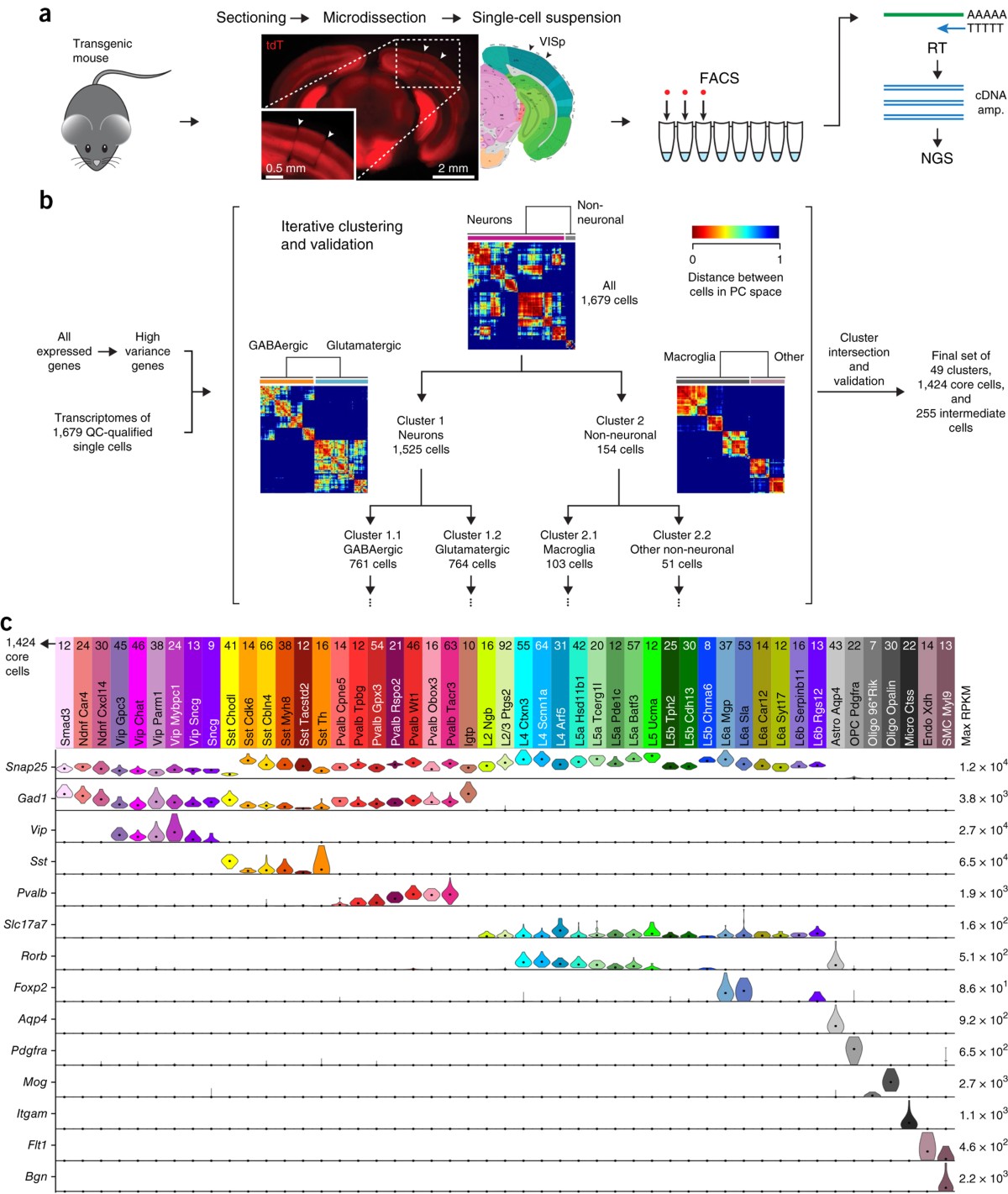 Assine Vivo Financial Overview, Employee Count, and