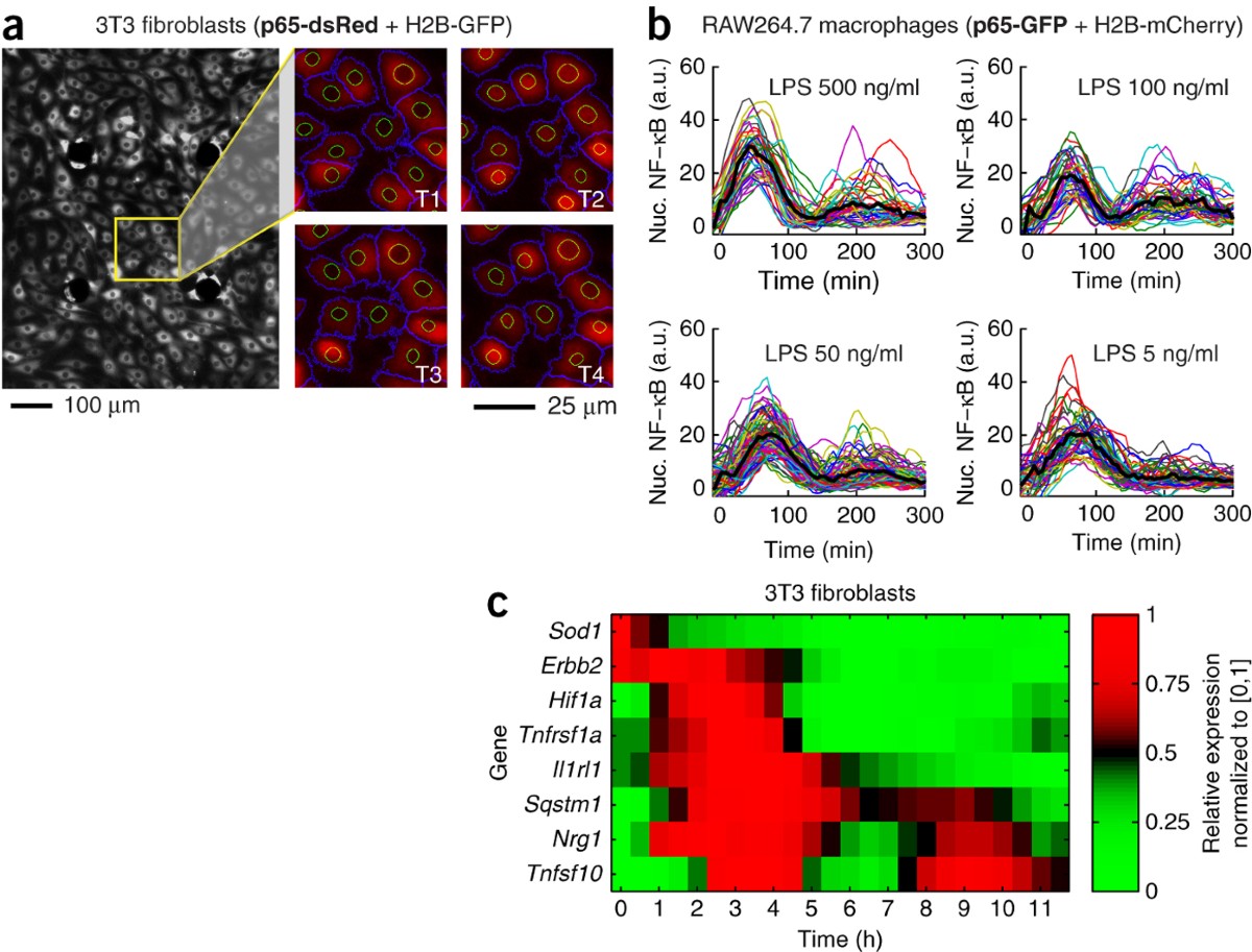 High-throughput microfluidic single-cell analysis pipeline for studies of  signaling dynamics