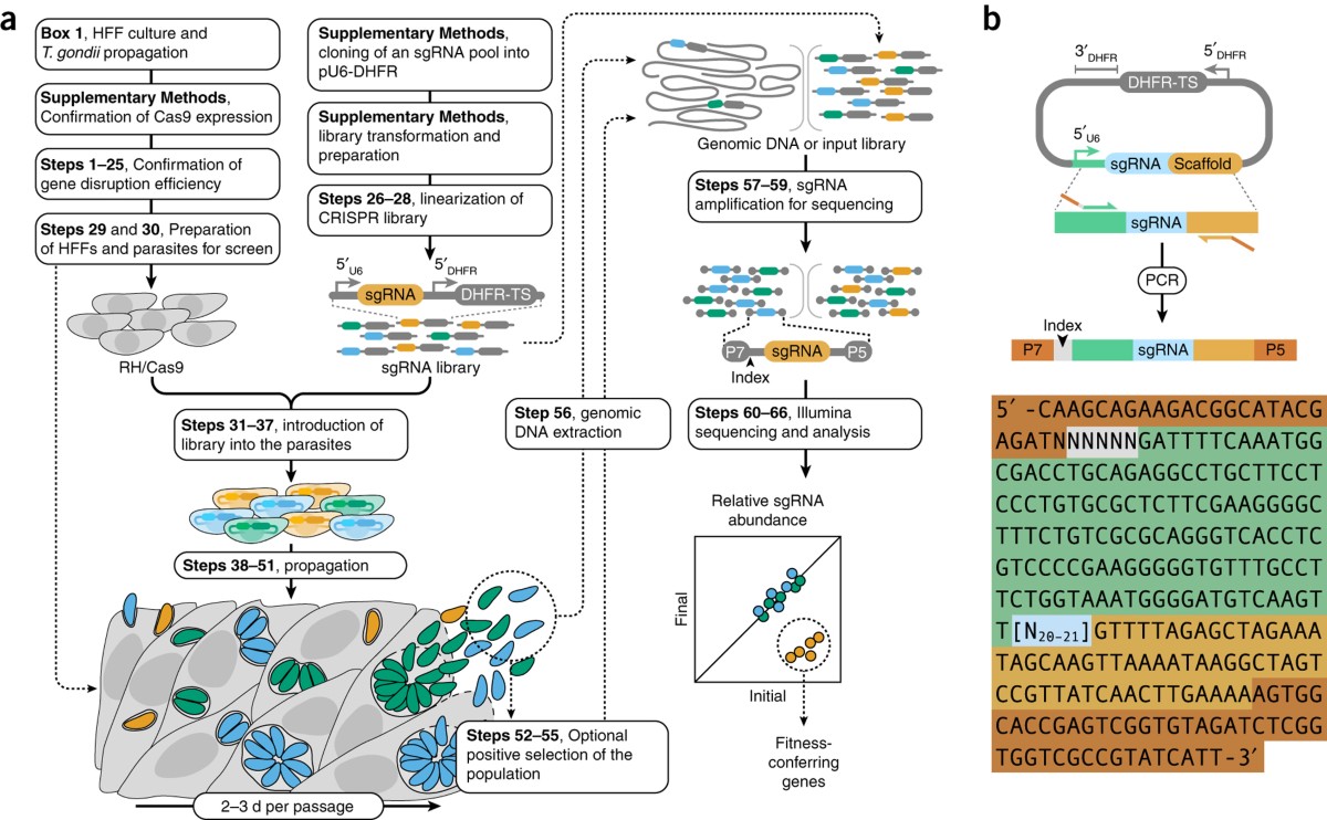 CRISPR-Cas9-based genome-wide screening of Toxoplasma gondii