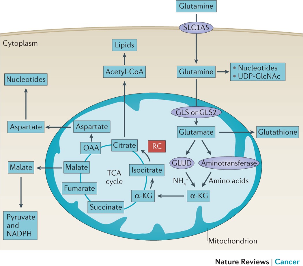 glutamine precursor to glutathione From Krebs clinic: metabolism to cancer therapy Starve Cancer Cells of Glutamine: