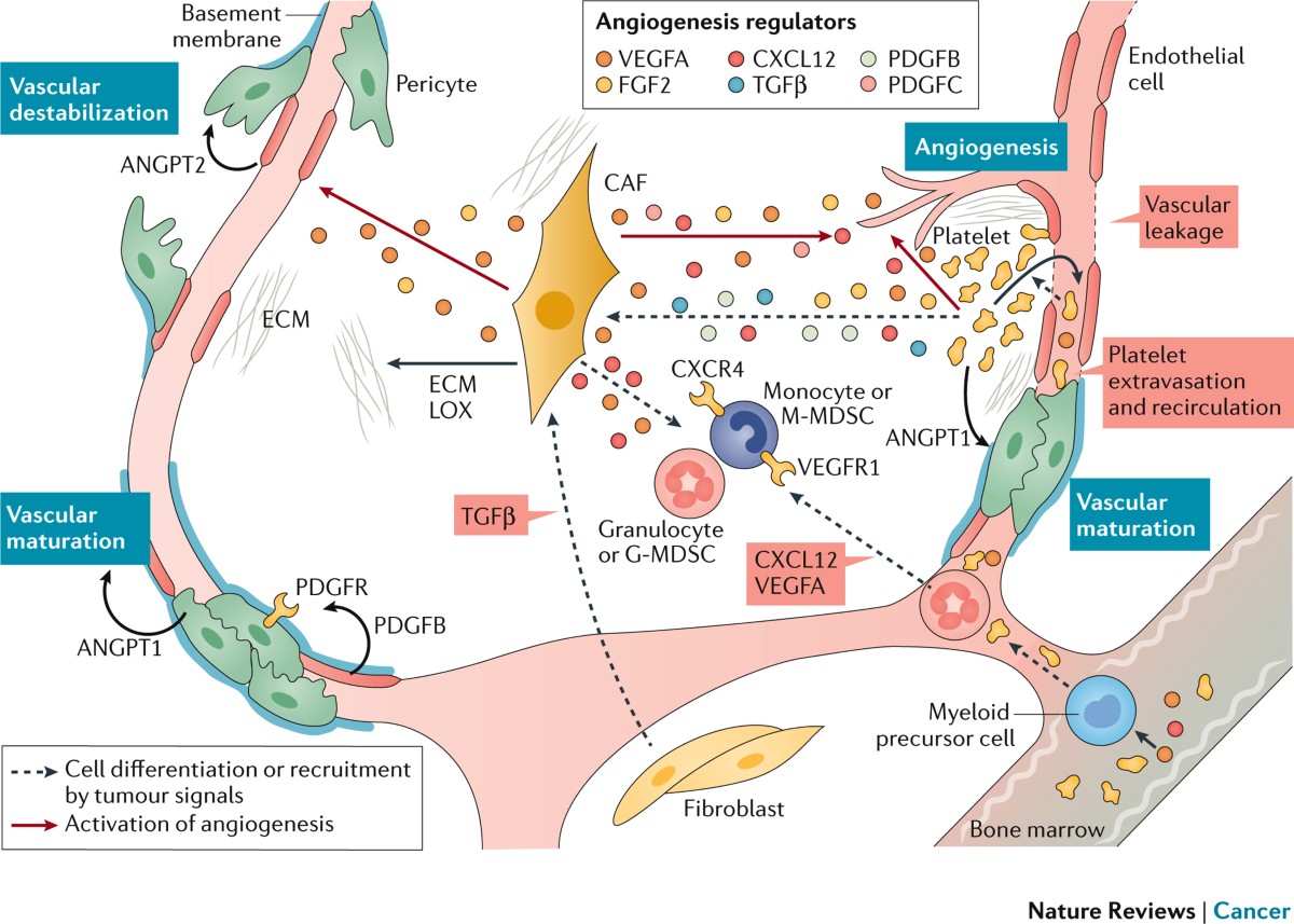bpc 157 angiogenesis cancer Wolverine Stack: Healing Faster with Peptides Microenvironmental regulation of tumour angiogenesis