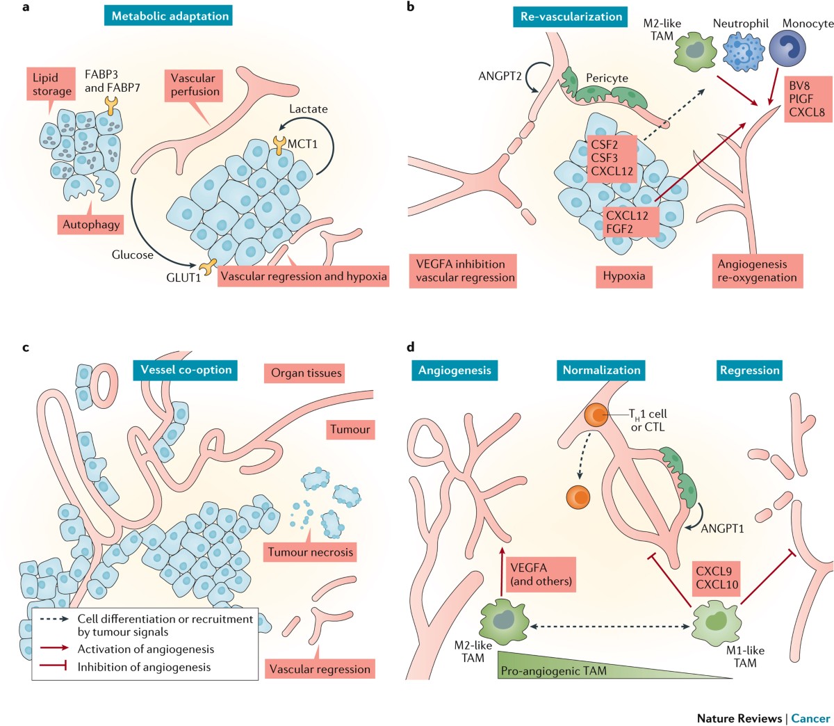 bpc 157 angiogenesis cancer Microenvironmental regulation of tumour concern-hair-loss BPC157:10mg Vitamin B12 injections, now