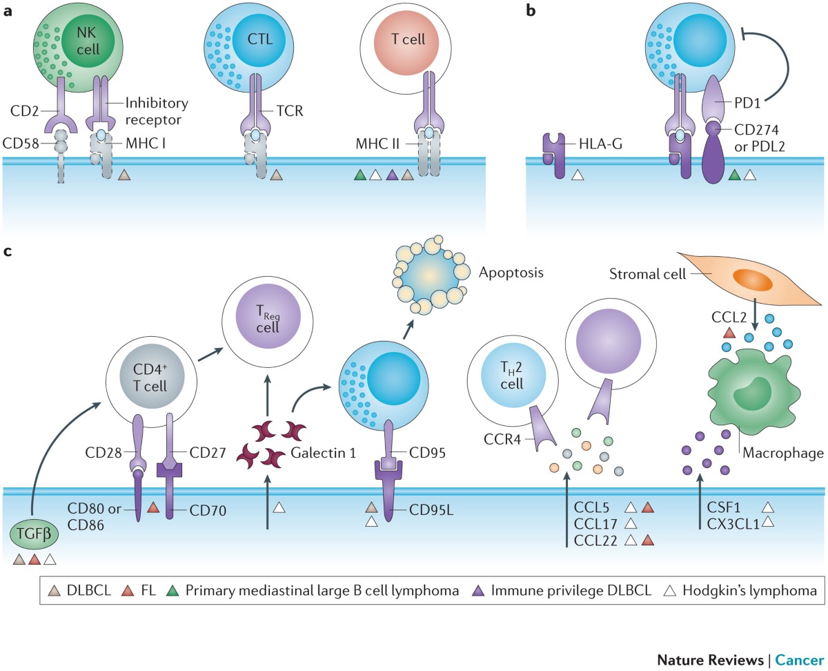 The tumour microenvironment in B cell lymphomas | Nature Reviews Cancer