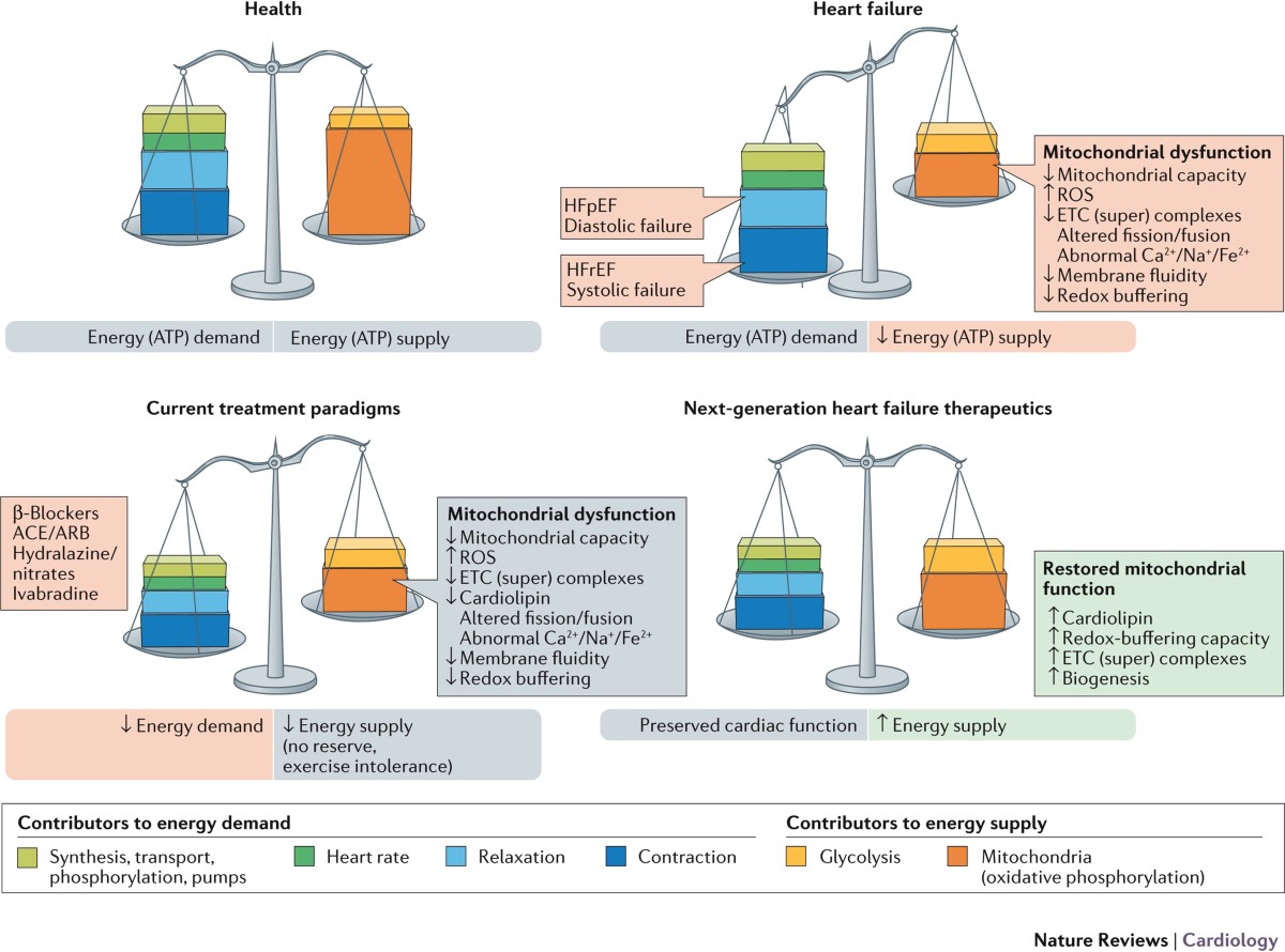 Mitochondrial function as a therapeutic target in heart failure | Nature  Reviews Cardiology