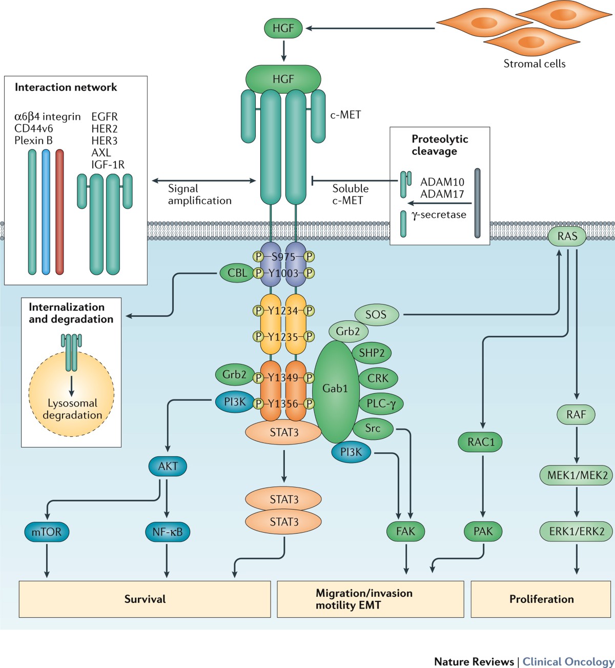 dihexa cancer risk hgf c-met Targeting HGF/c-MET signaling to regulate the tumor microenvironment: Implications for counteracting tumor immune evasion | Cell Communication and Signaling dihexa cancer risk hgf c