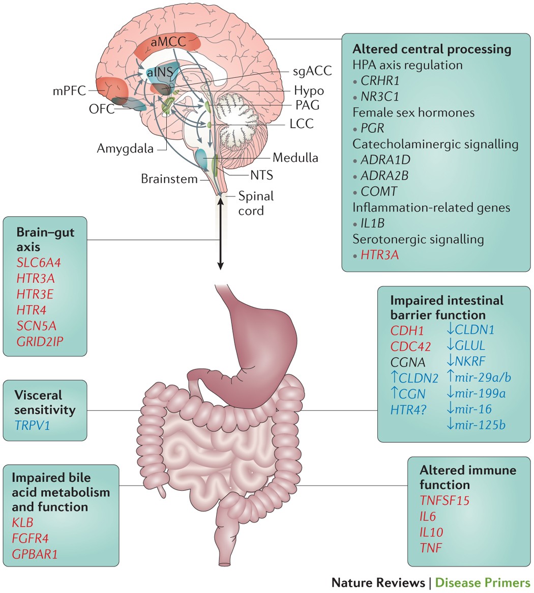 Irritable bowel syndrome | Nature Reviews Disease Primers