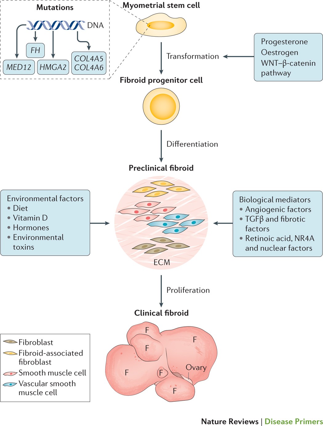 Uterine Myoma Stock Illustrations – 62 Uterine Myoma Stock Illustrations,  Vectors \u0026 Clipart - Dreamstime, image size:1050x1386