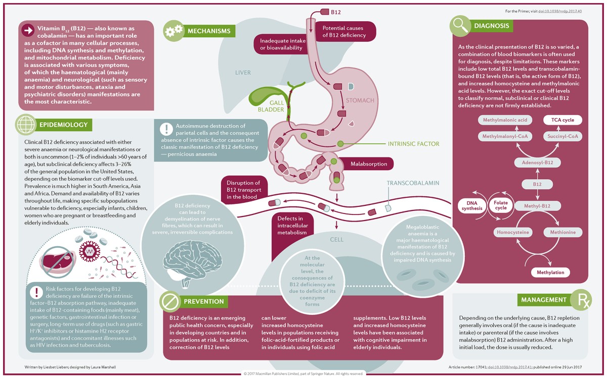 Vitamin B 12 Deficiency Nature Reviews Disease Primers