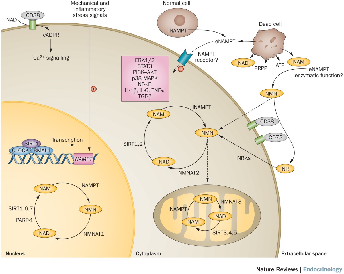 nampt glutathione Physiological and pathophysiological roles of and NAD metabolism GMO free. Glutathione 1500MG - Nurapeptide