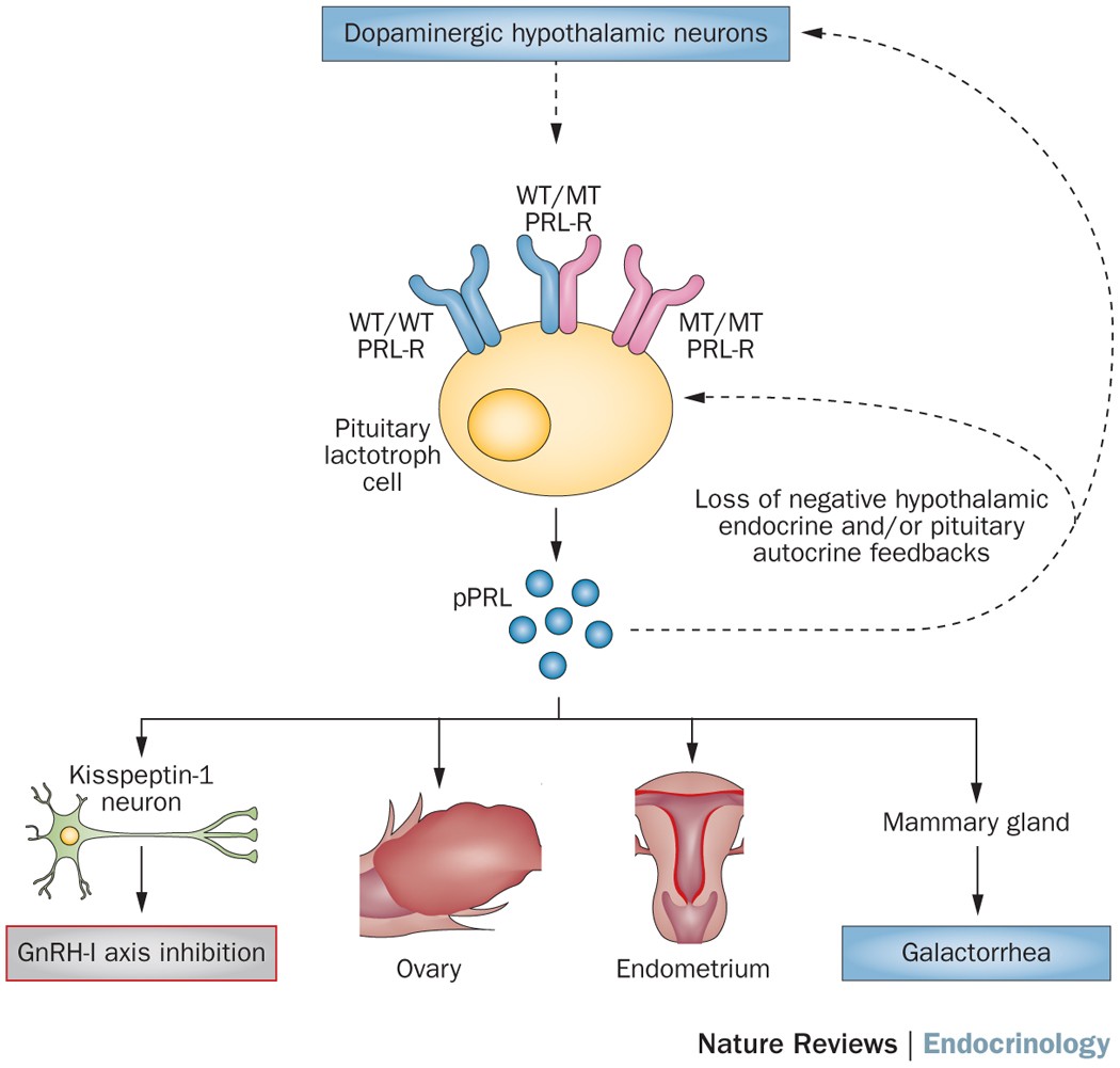 New insights in prolactin: pathological implications
