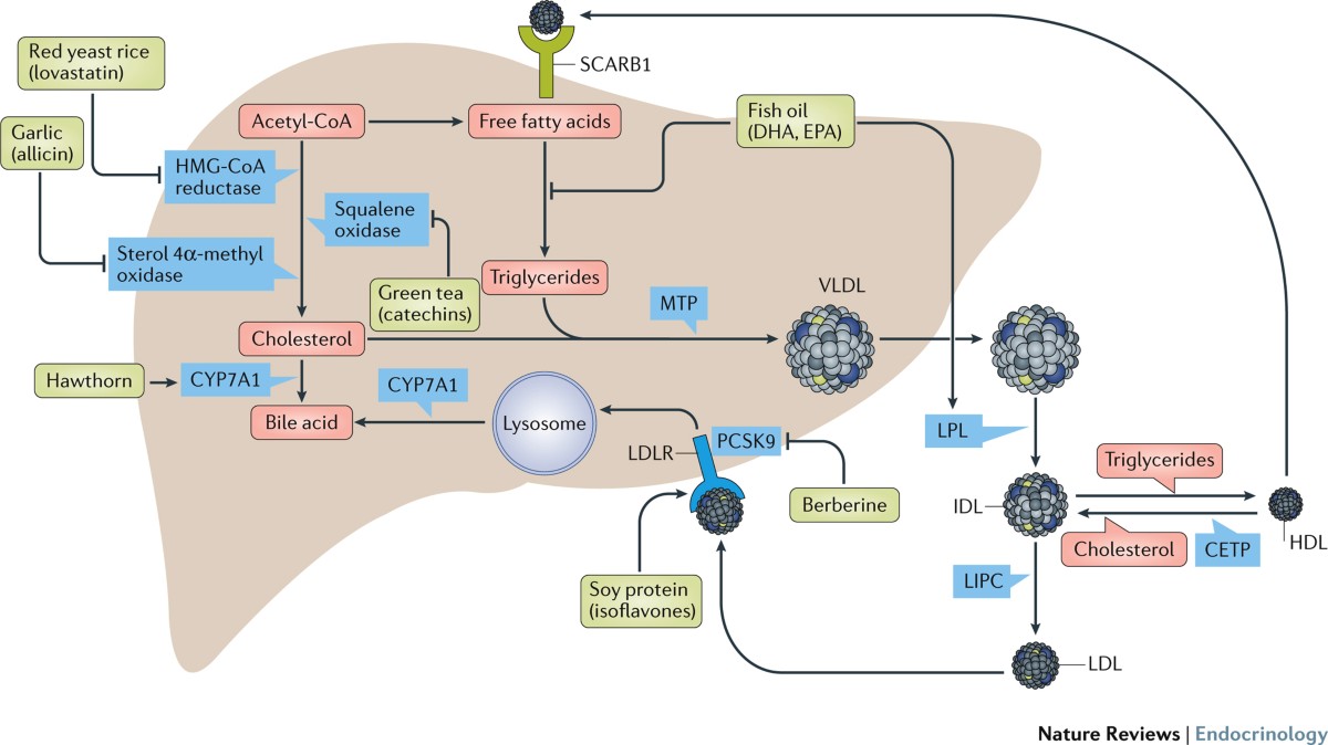 Kelp supplement cholesterol reduction pathway diagram