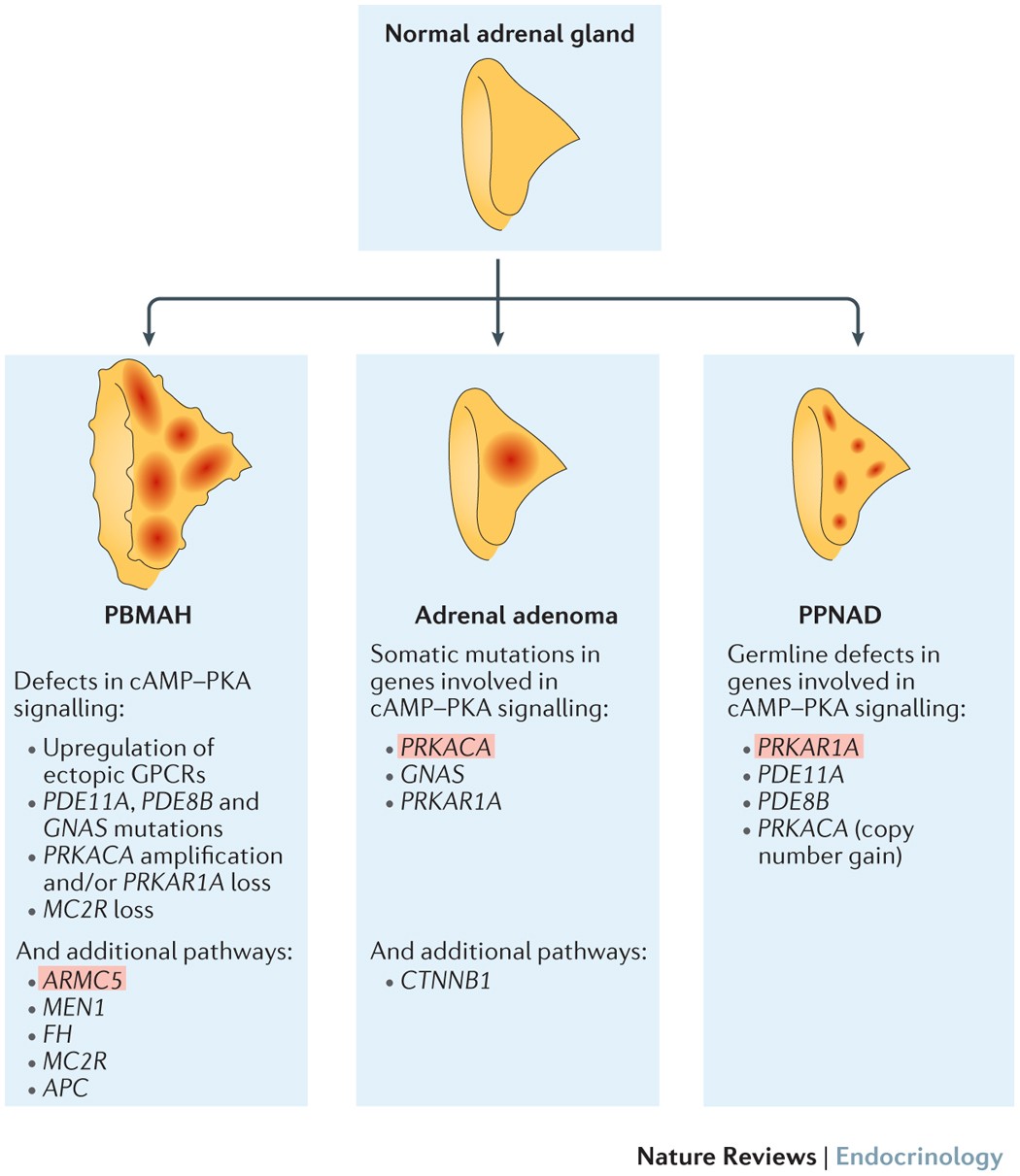 A genetic and molecular update on adrenocortical causes of Cushing syndrome  | Nature Reviews Endocrinology