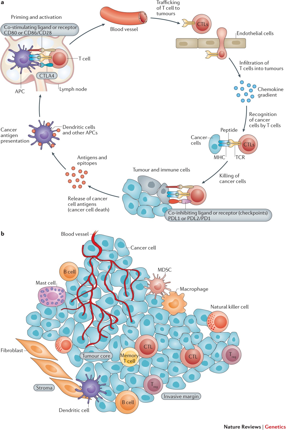Computational genomics tools for dissecting tumour–immune cell 