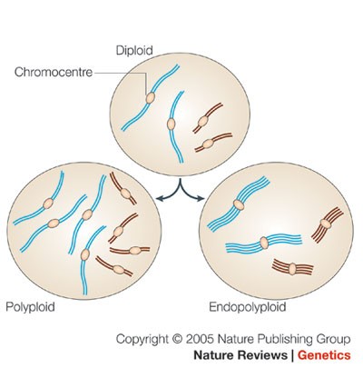 The advantages and disadvantages of being polyploid | Nature Reviews  Genetics