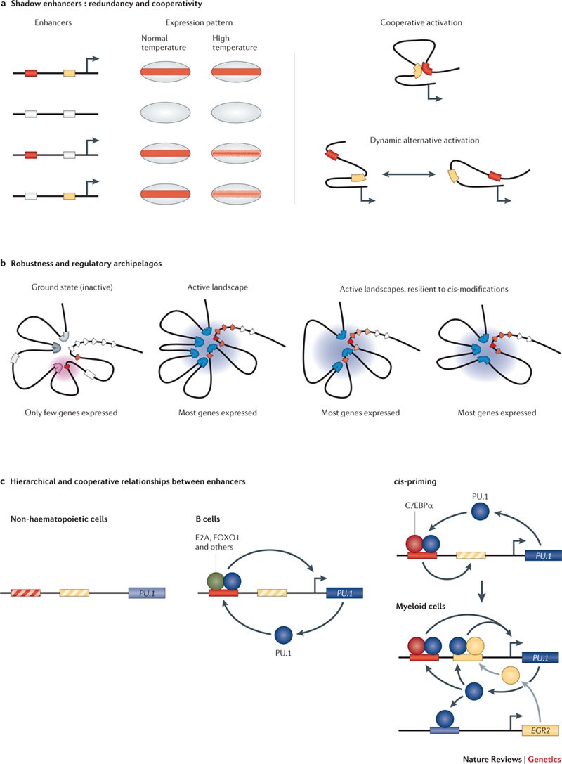 Transcription factors: from enhancer binding to developmental control |  Nature Reviews Genetics