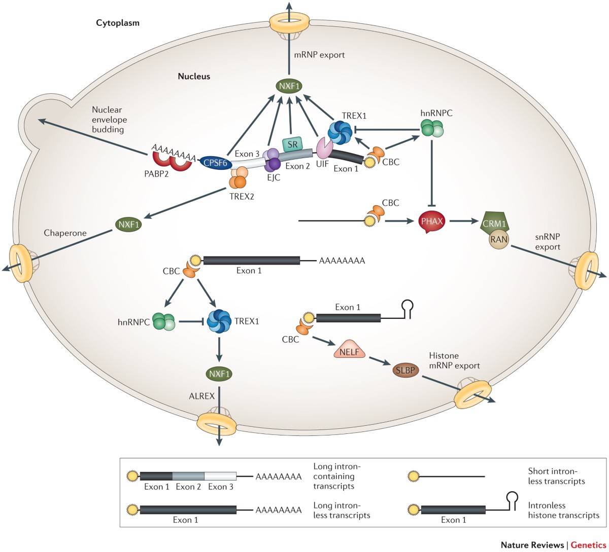 How cells get the message: dynamic assembly and function of mRNA–protein  complexes | Nature Reviews Genetics