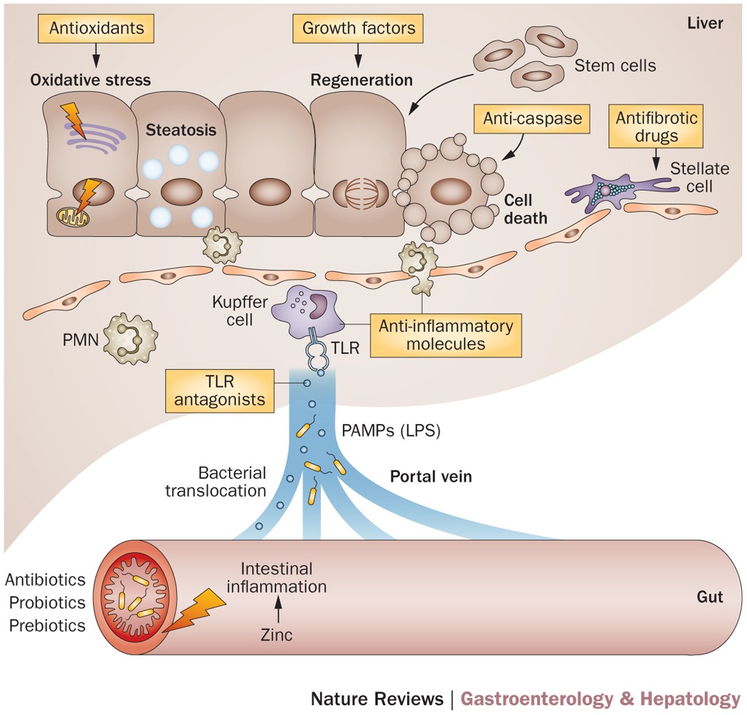 glutathione in alcoholic liver disease Frontiers
