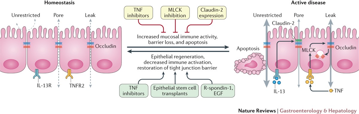 pentadecapeptide bpc 157 insulin resistance Frontiers