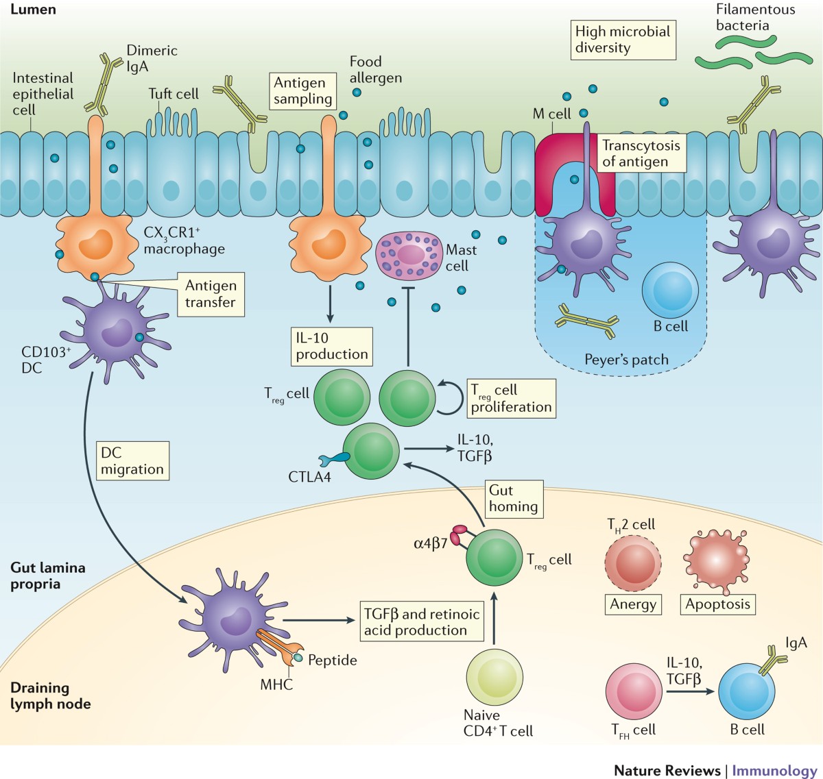 glutathione and ige food allergies Probiotics the Potential of Genetic Modification as a Possible Treatment for Allergy IgE producers in the gut