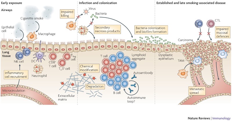 How cigarette smoke skews immune responses to promote infection, lung  disease and cancer