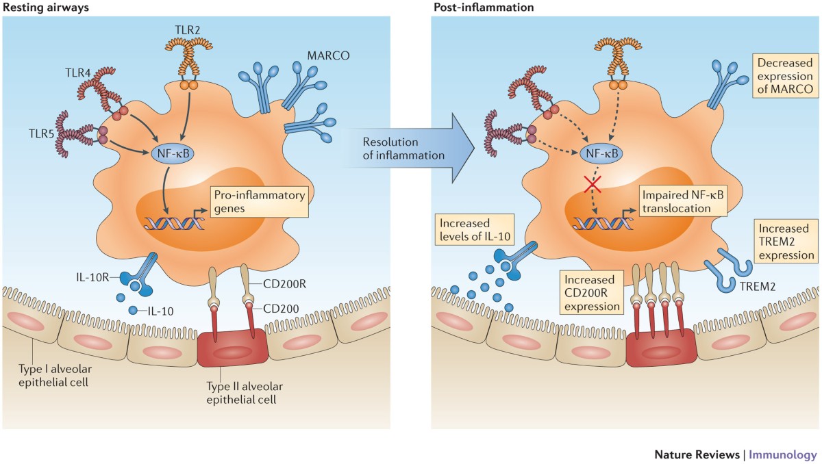 kb glutathione testimonials 2014 in Skin Aging and Tissue Regeneration: A Systematic Review of Molecular Mechanisms, Redox Modulation, and Biomedical Implications Zafirlukast Is a Promising Scaffold