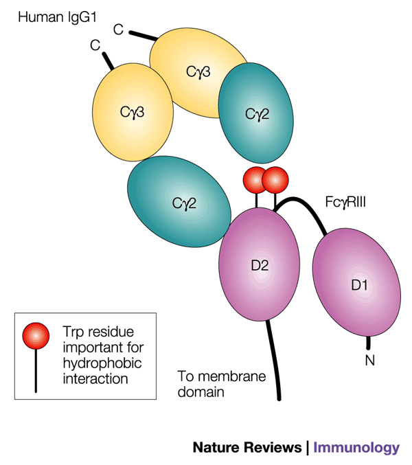 Roles of Fc receptors in autoimmunity