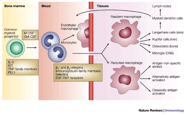 Alternative activation of macrophages | Nature Reviews Immunology