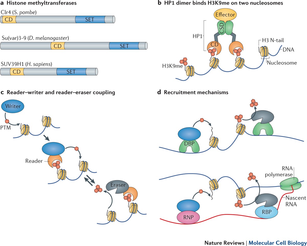 Ten principles of heterochromatin formation and function | Nature