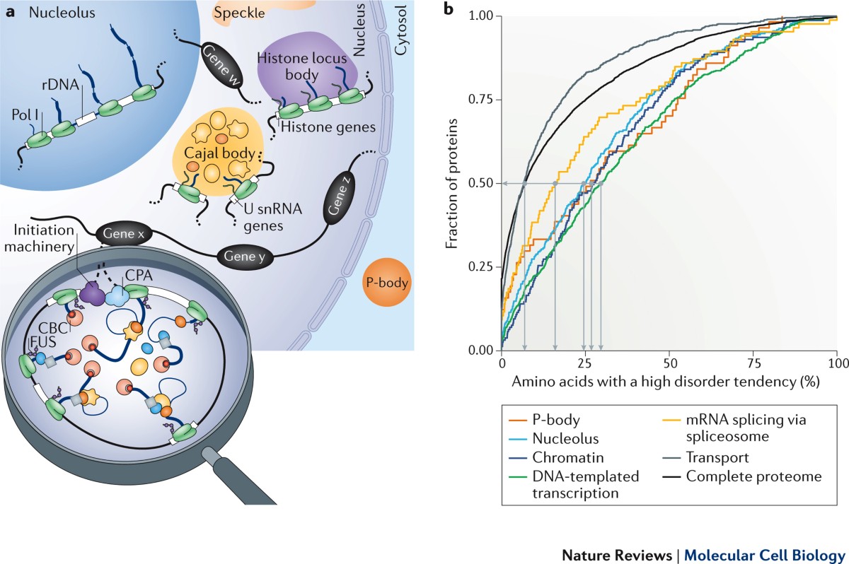 Splicing and transcription touch base: co-transcriptional spliceosome  assembly and function | Nature Reviews Molecular Cell Biology