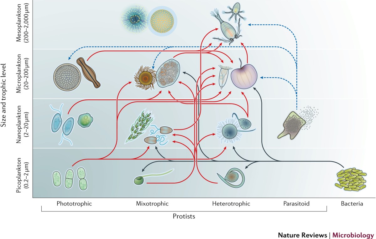 Monera bacteria diagram (98) 사진