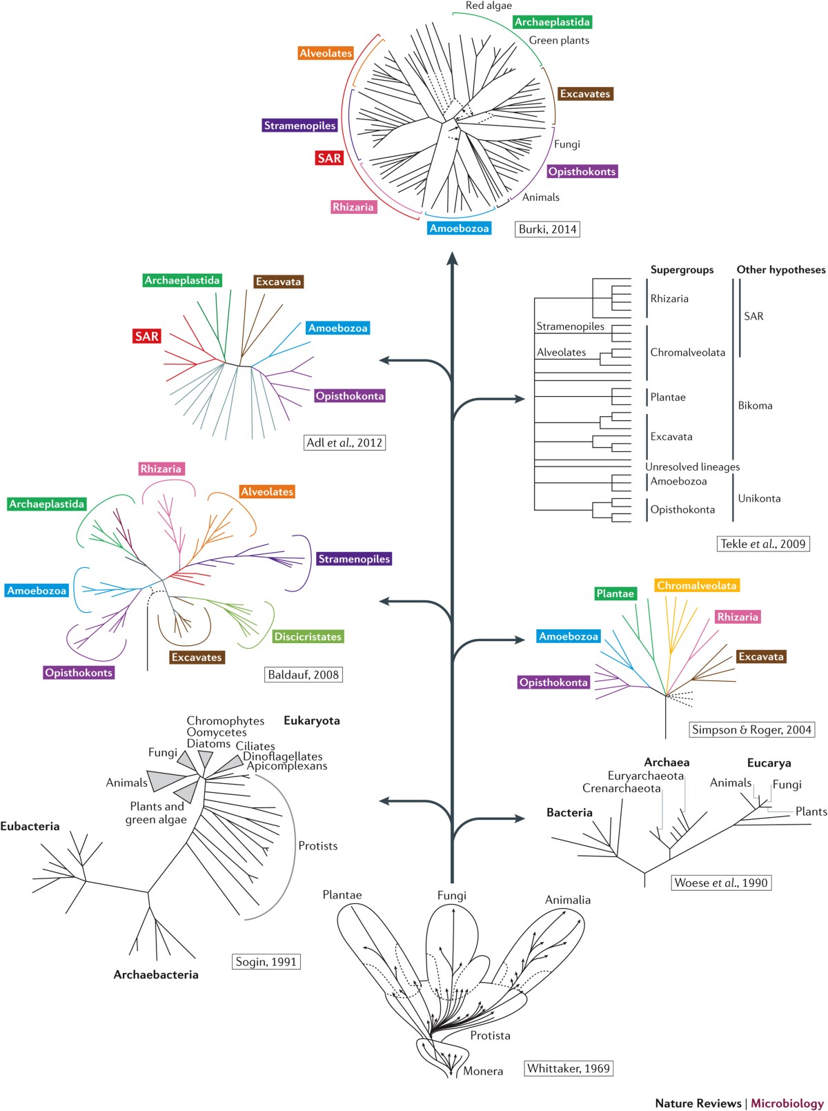 Probing the evolution, ecology and physiology of marine protists using  transcriptomics | Nature Reviews Microbiology