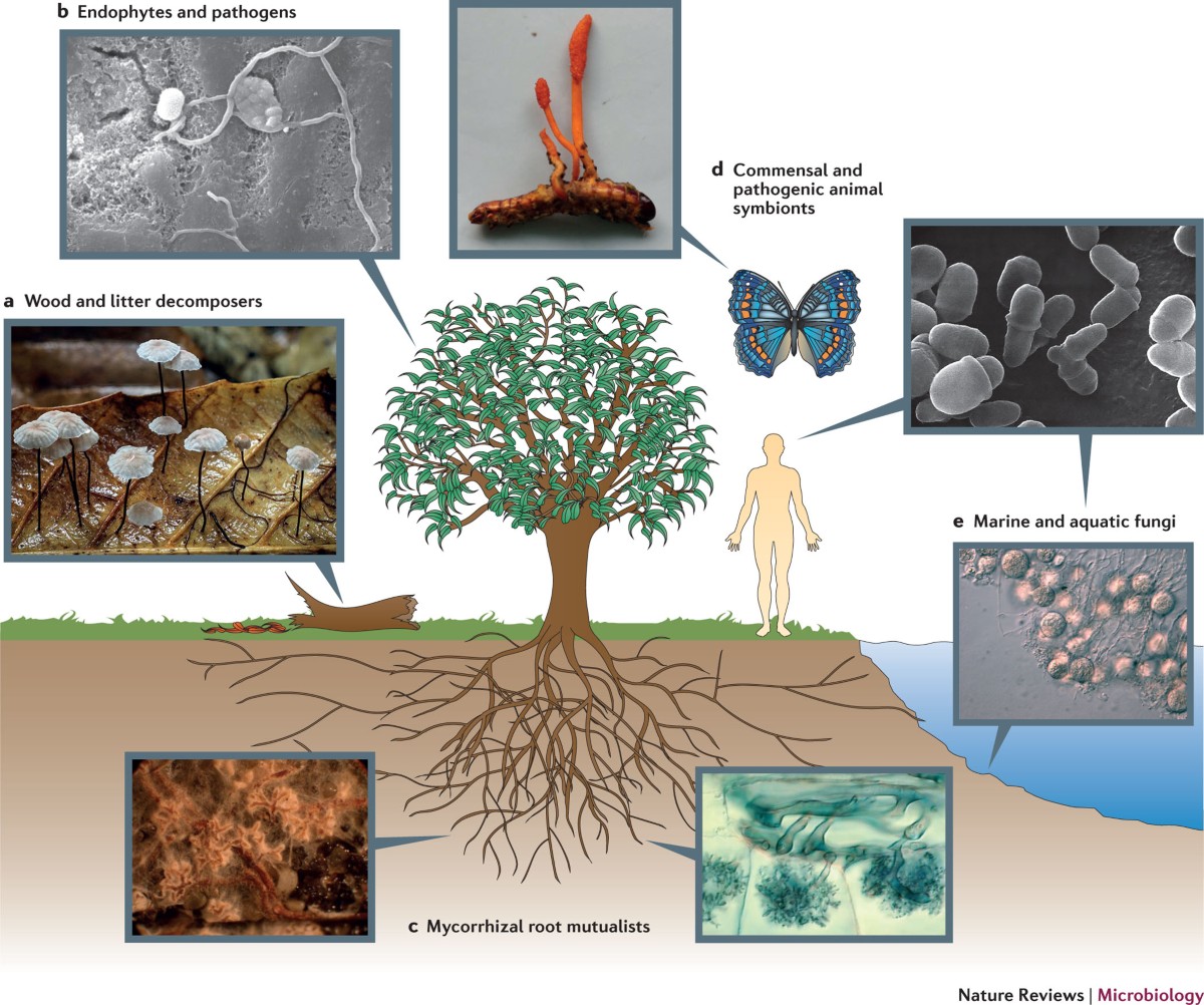Dimensions of biodiversity in the Earth mycobiome | Nature Reviews  Microbiology