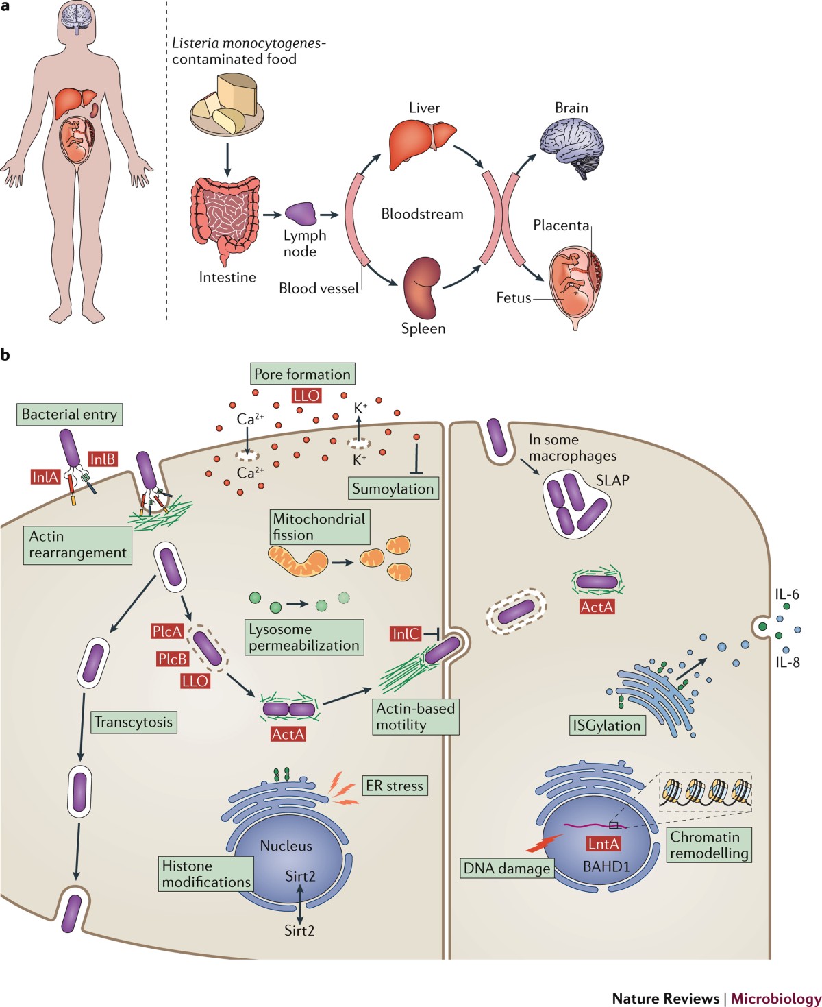 glutathione is not present in listeria Detoxification of methylglyoxal by the glyoxalase system required for availability and virulence activation monocytogenes Frontiers | Destroying glutathione peroxidase