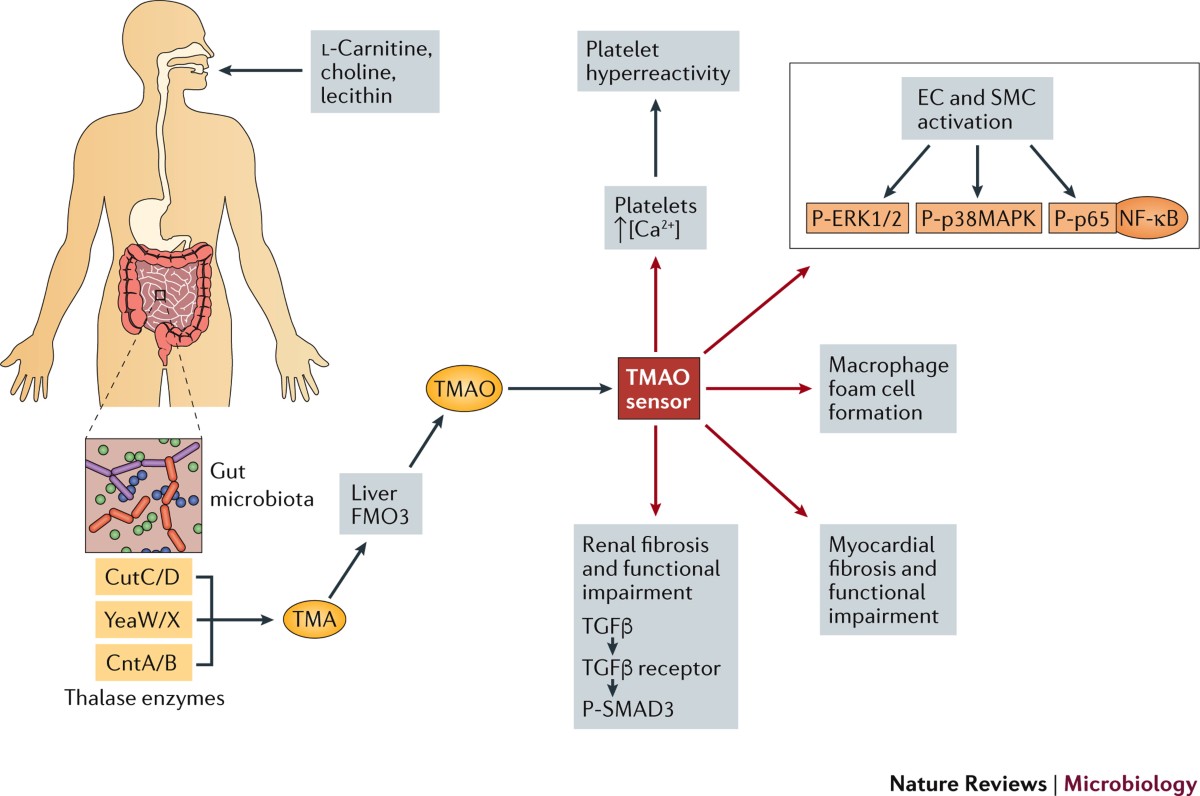 Microbial modulation of cardiovascular disease | Nature Reviews Microbiology