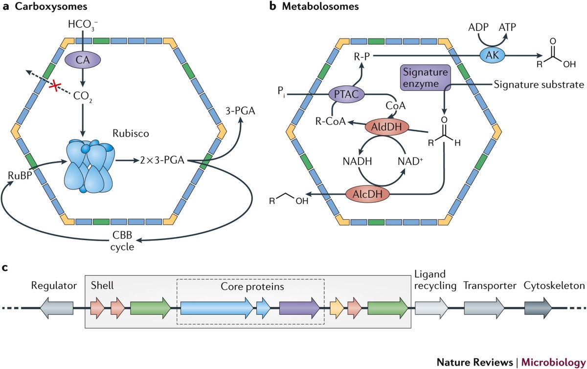 Bacterial microcompartments