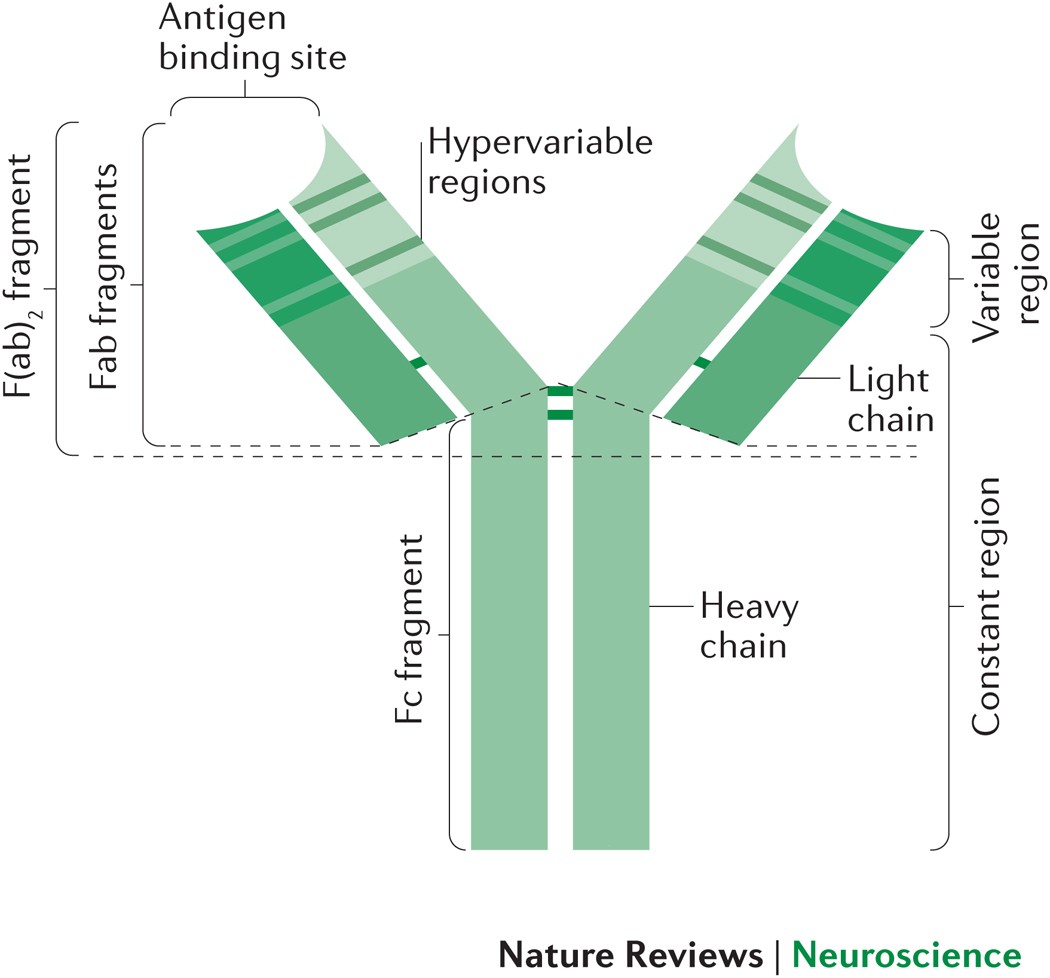 Autoimmune synaptopathies | Nature Reviews Neuroscience