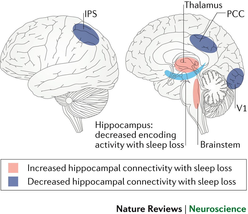 https://media.springernature.com/lw1200/springer-static/image/art%3A10.1038%2Fnrn.2017.55/MediaObjects/41583_2017_Article_BFnrn201755_Fig4_HTML.jpg?utm_source=chatgpt.com