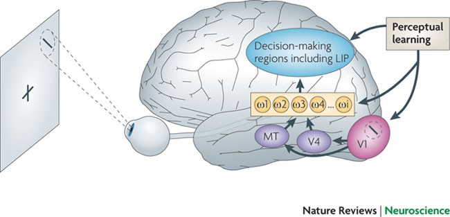 Advances in visual perceptual learning and plasticity | Nature