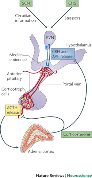 can i take glutathione every other day Ask the Doctors - What do glutathione supplements do?