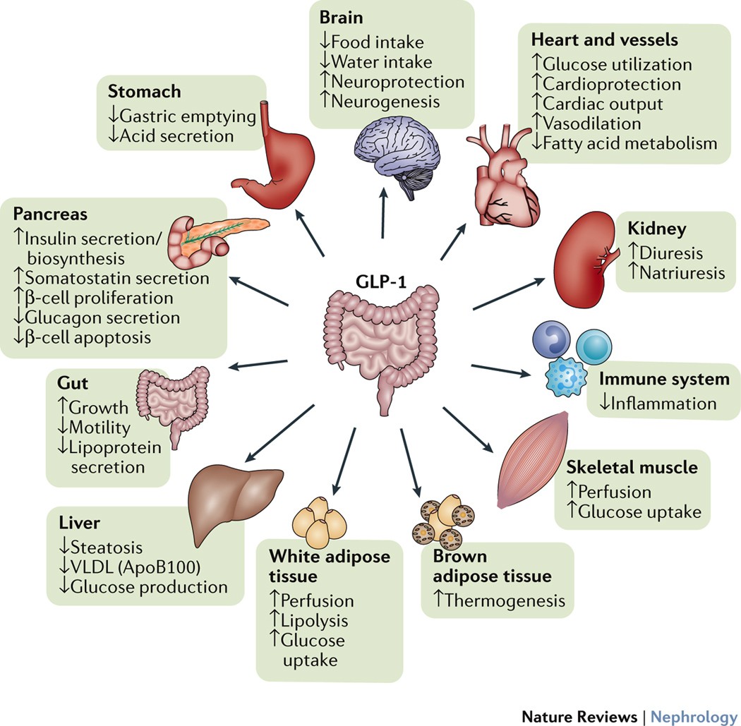 how to eat on glp 1 medication Best Foods to Eat on GLP-1 Medications