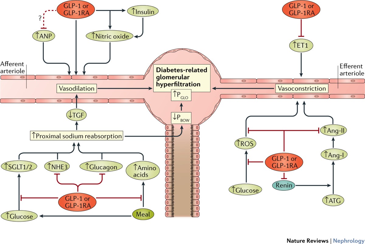is glp 1 bad for kidneys GLP-1 and the kidney: from physiology to pharmacology and outcomes in  diabetes