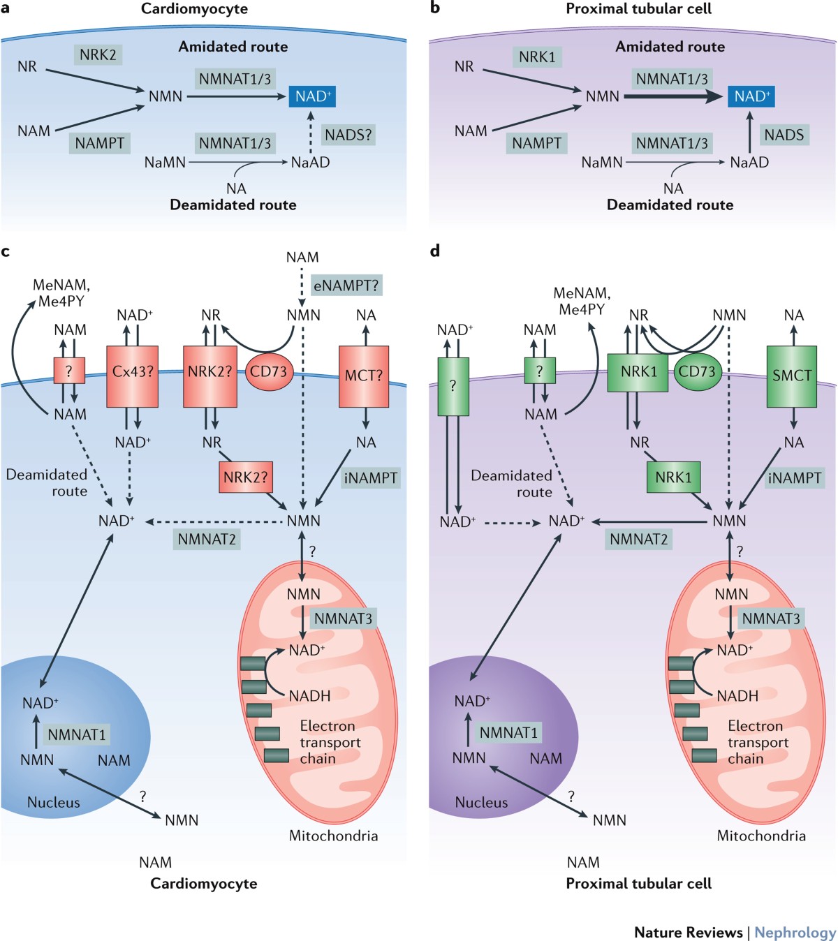 Role of NAD+ and mitochondrial sirtuins in cardiac and renal diseases
