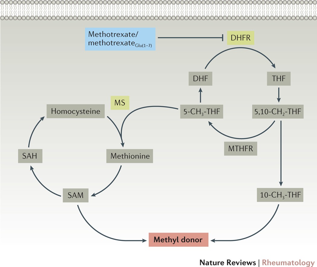 Methotrexate (MTX) is a folate antagonist medication widely used as both a chemotherapy agent and a disease-modifying antirheumatic drug (DMARD) for autoimmune diseases such as rheumatoid arthritis and psoriasis.