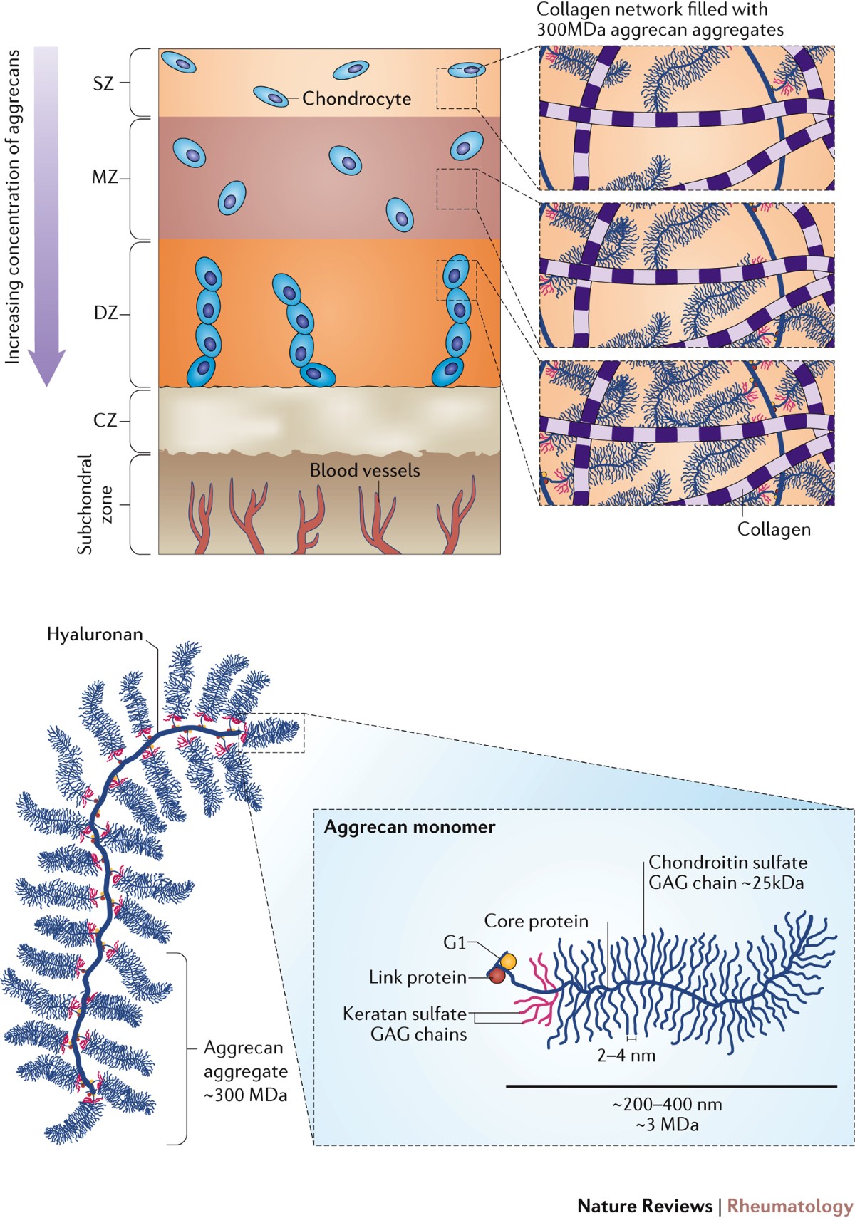 Cartilage-targeting drug delivery: can electrostatic interactions help? |  Nature Reviews Rheumatology