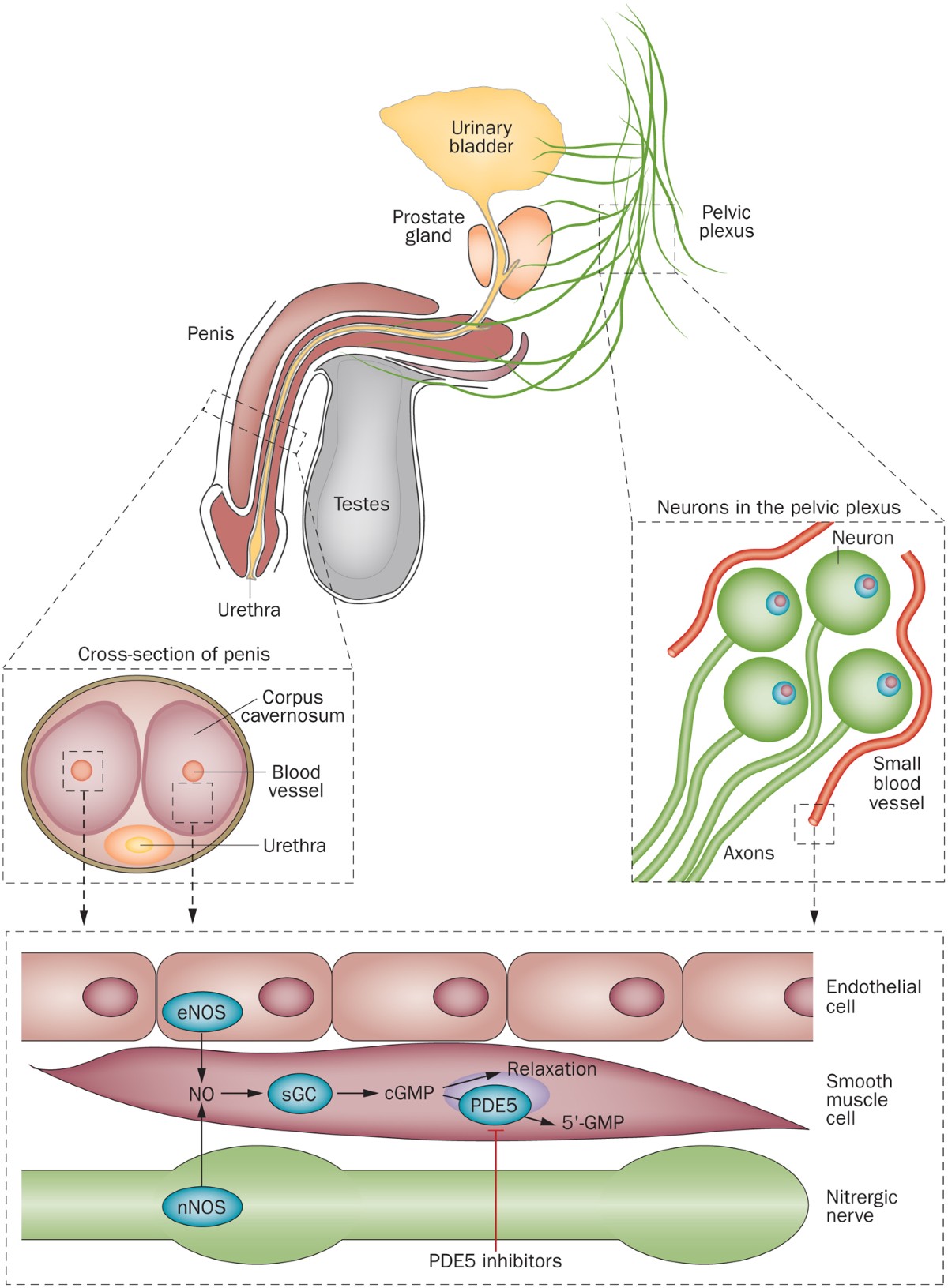 propionyl l-carnitine and pde5 inhibitors Microvascular dysfunction efficacy of in BPH–LUTS Options:Sports Recovery (Series of 4) Cathy Doll Whitening Sunscreen 60 CP