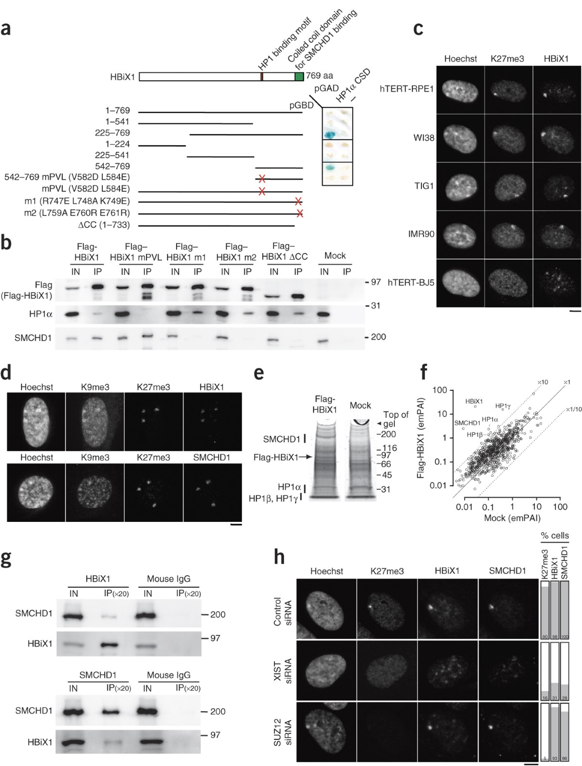 Human inactive X chromosome is compacted through a PRC2-independent  SMCHD1-HBiX1 pathway | Nature Structural & Molecular Biology