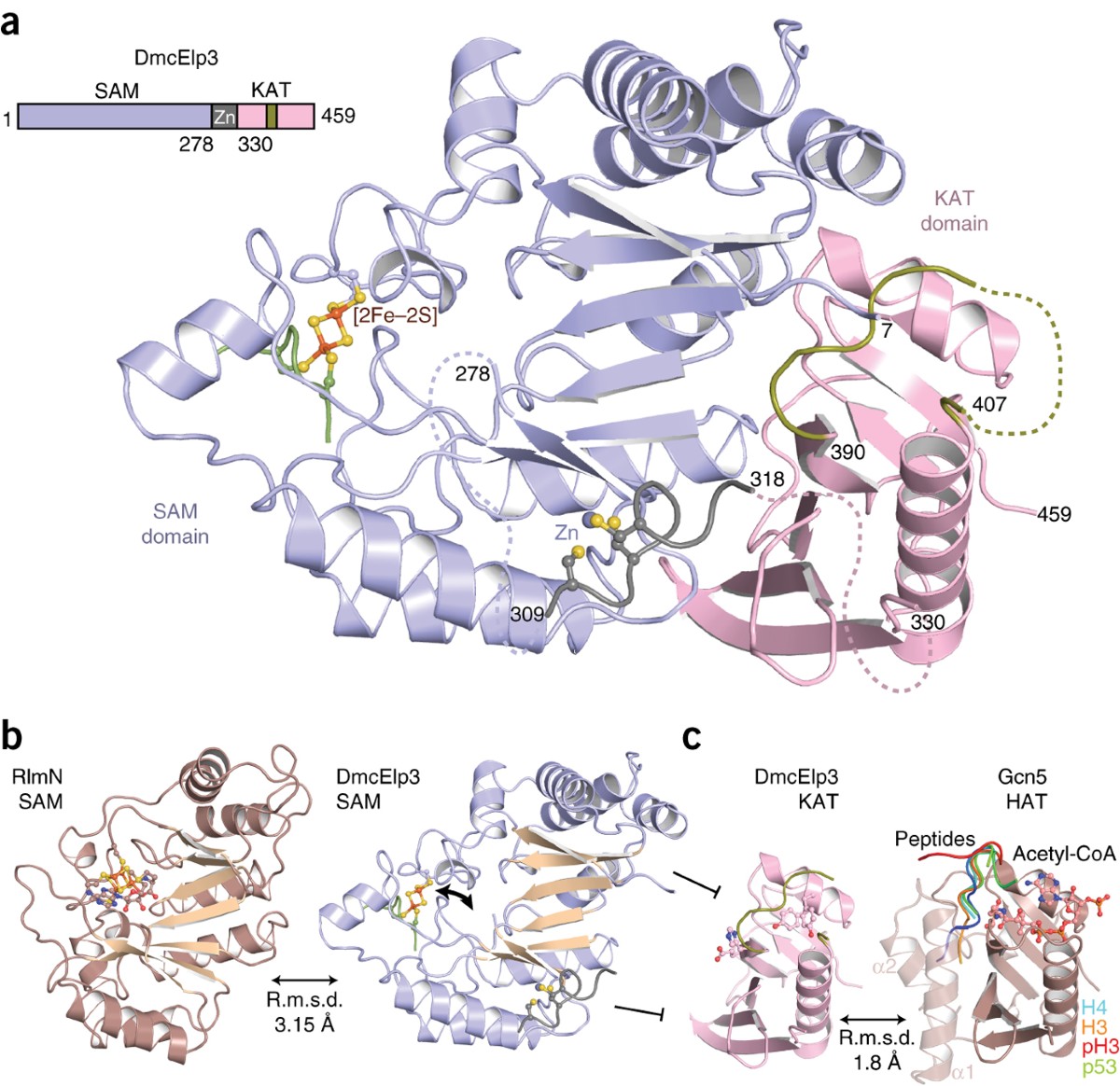 Structural basis for tRNA modification by Elp3 from Dehalococcoides mccartyi | Nature Structural & Molecular Biology Structural basis for tRNA modification by Elp3 from Dehalococcoides mccartyi | Nature Structural & Molecular Biology